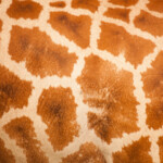Giraffe Skin Pattern Free Stock Photo Public Domain Pictures