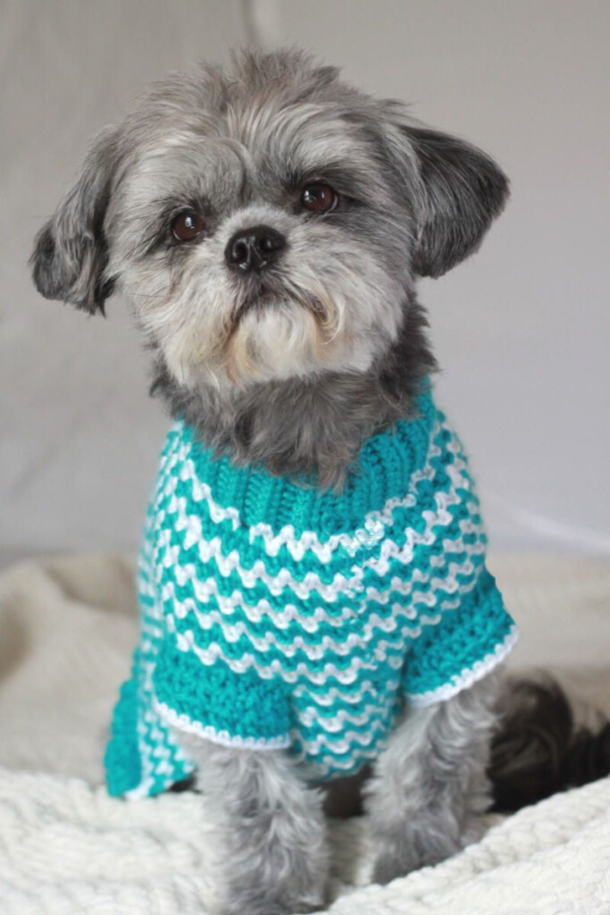 Knitting Patterns Small Dog Sweaters Mikes Naturaleza
